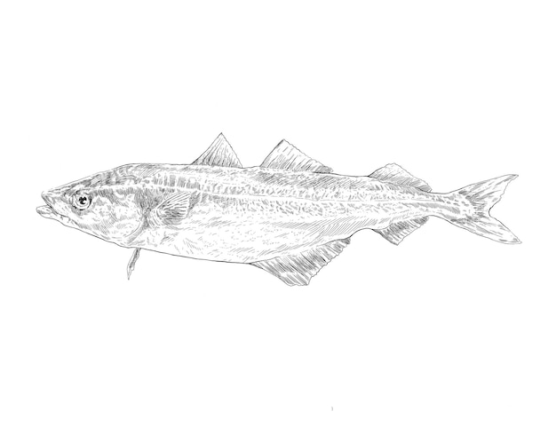 Illustration von Makrelenfischen