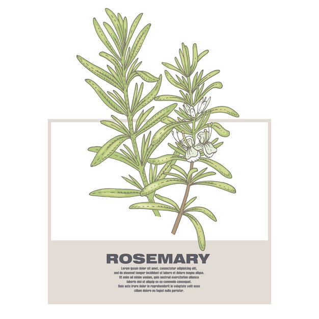 Illustration von medizinischen kräutern rosemary.