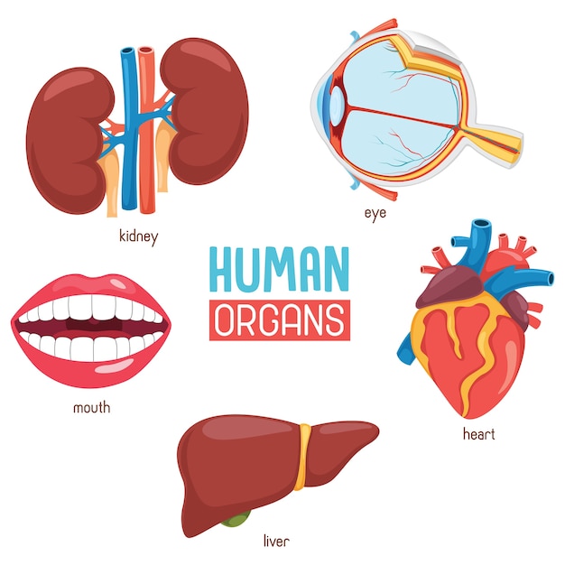 Illustration von menschlichen organen