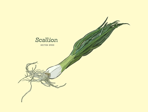 Illustration von Schalotten