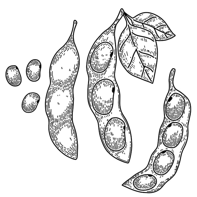 Illustration von Sojabohnen Sojabohnenschoten im Gravurstil Gestaltungselement für Logo-Label-Emblem-Zeichen-Abzeichen Vektorillustration