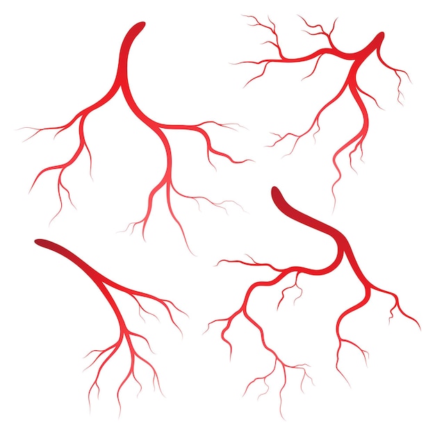 Illustrationsdesignvorlage für menschliche venen und arterien