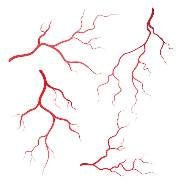 Illustrationsdesignvorlage für menschliche venen und arterien