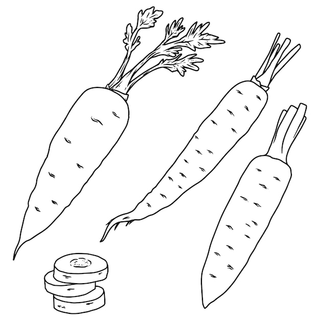 Illustrationssatz der Karotte im Linienstil Gestaltungselement für Emblem-Zeichen-Poster-Karten-Banner-Flyer Vektor-Illustration
