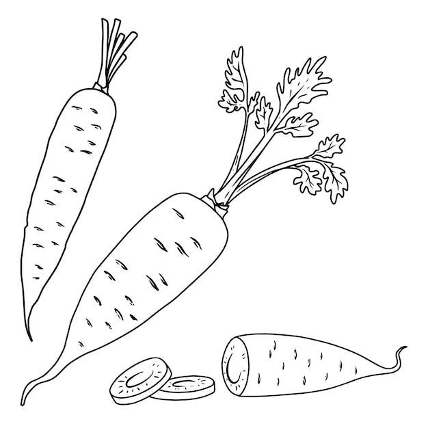 Illustrationssatz der Karotte im Linienstil Gestaltungselement für Emblem-Zeichen-Poster-Karten-Banner-Flyer Vektor-Illustration