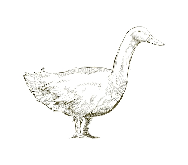 Illustrationszeichnungsart der Ente