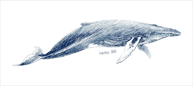 Vektor illustrationszeichnungsart des buckelwals