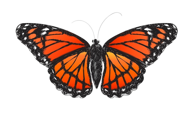 Illustrationszeichnungsart des Schmetterlinges