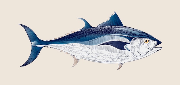 Illustrationszeichnungsart des seefisches
