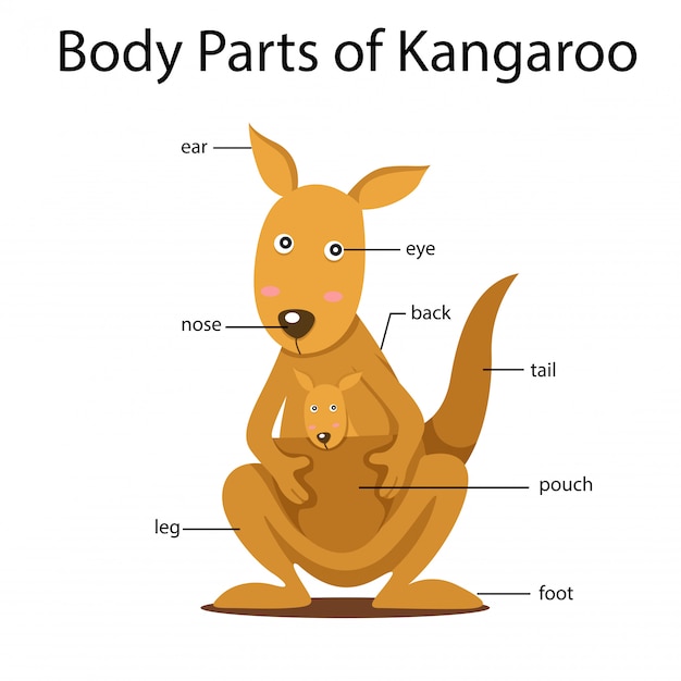 Illustrator von Körperteilen des Kängurus