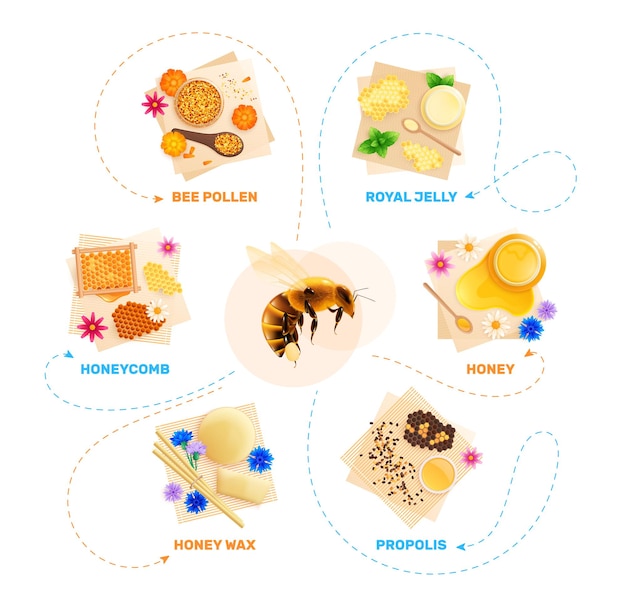 Vektor imkerei produkte flussdiagramm infografiken