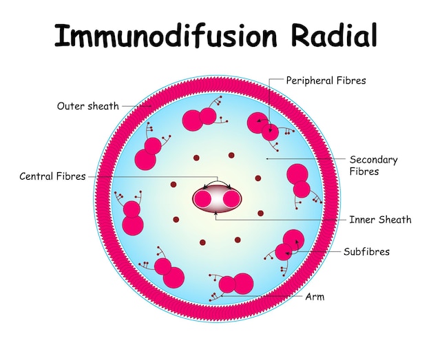 Vektor immundiffusion tadiale periphere fasern sekundärfasern innenhülle arm außenhülle