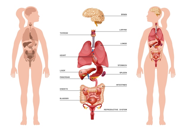Infografik der inneren menschlichen organe mit dem körper der frau und den inneren organen vom gehirn bis zur beschreibung des fortpflanzungssystems, vektorgrafik