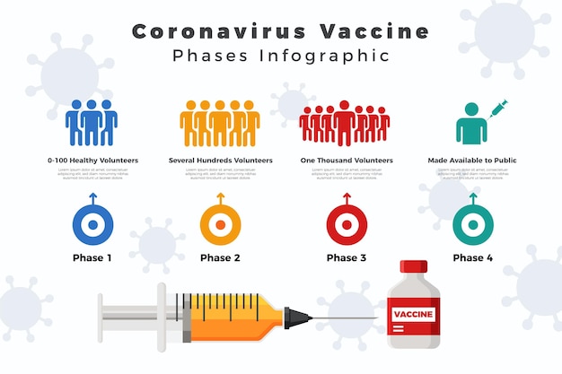 Vektor infografik-vorlage für flache coronavirus-impfphasen