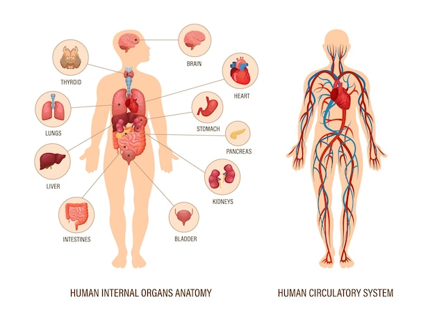 Infografik zur anatomie des menschlichen körpers über die struktur der menschlichen organe