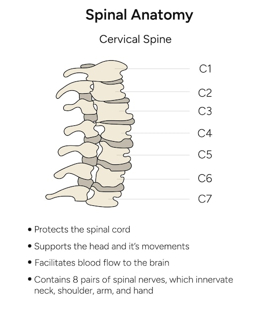 Infografik zur wirbelsäulenanatomie der halswirbelsäule im vektor