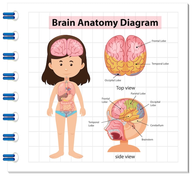 Informationsplakat des menschlichen gehirndiagramms