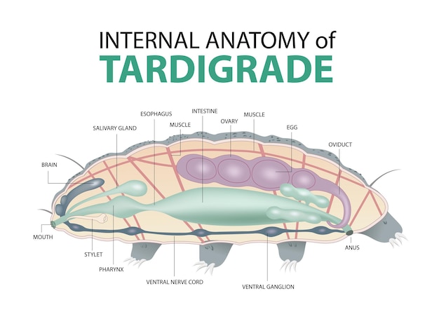 Vektor innere anatomie des bärtierchens