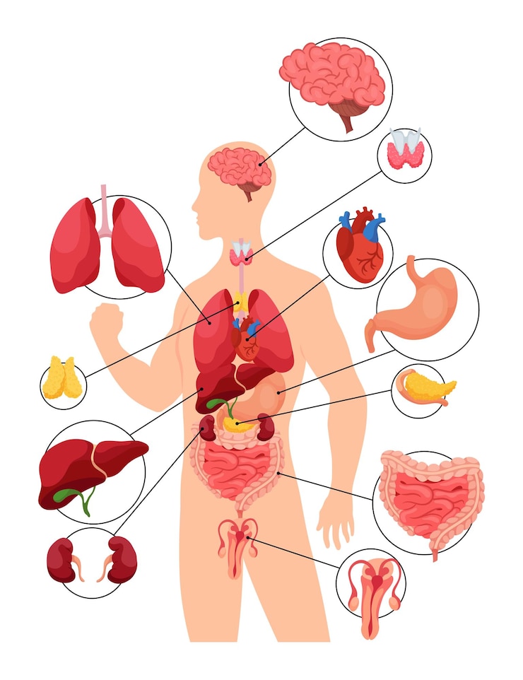 Vektor innere organe des menschlichen körpers medizinische infografiken bildungsplan konzept des anatomie-systems