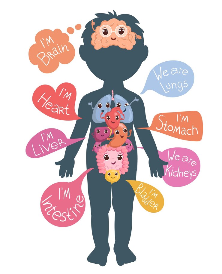 Vektor innere organe im kindlichen körper anatomie des menschen lehrposter mit lustigen figuren medizinische infografiken herz und lunge mit sprechblasen physiologiediagramm vektorkonzept