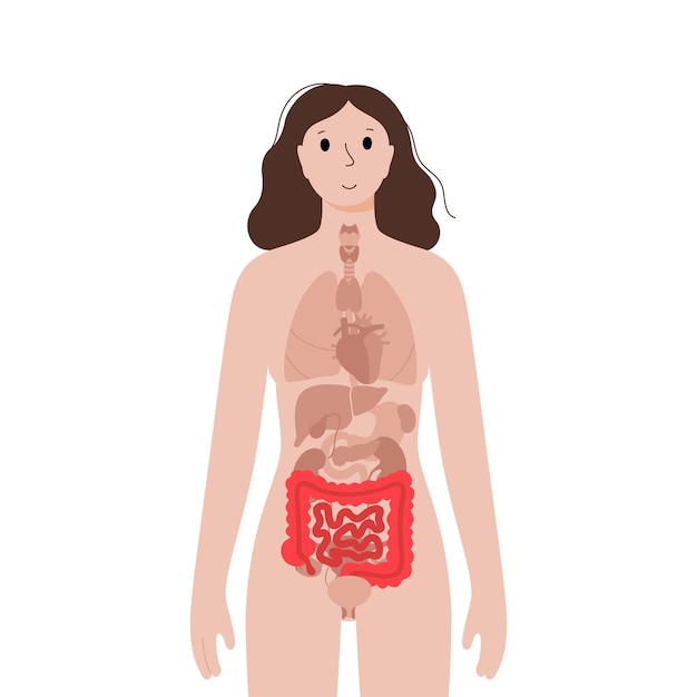 Vektor innere organe im weiblichen körper