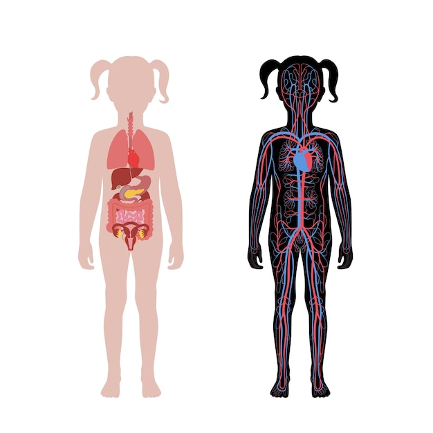 Vektor innere organe und kreislaufsystem des mädchens