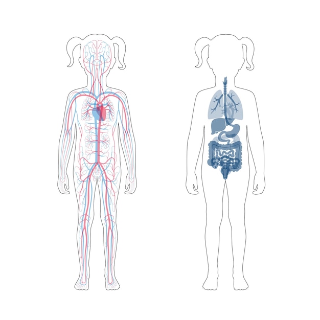 Innere organe und kreislaufsystem des mädchens