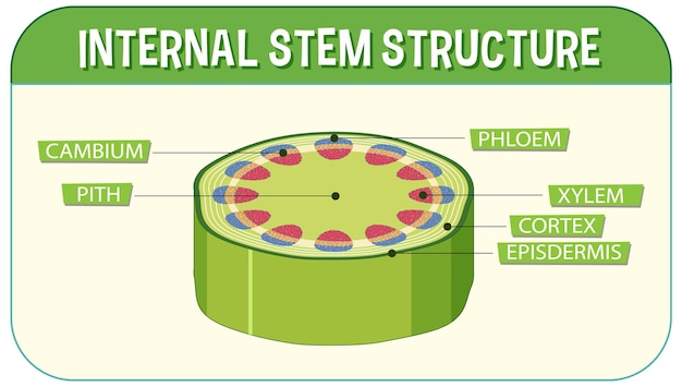 Innere Struktur des Stammdiagramms