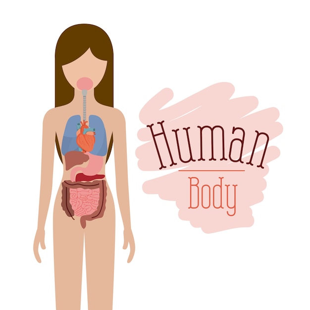 Inneres organsystem des menschlichen körpers
