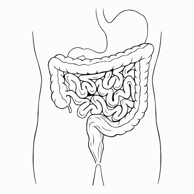 Inneres Verdauungssystem