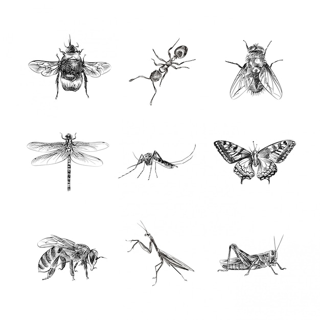 Vektor insekten handgezeichnete skizze, illustration