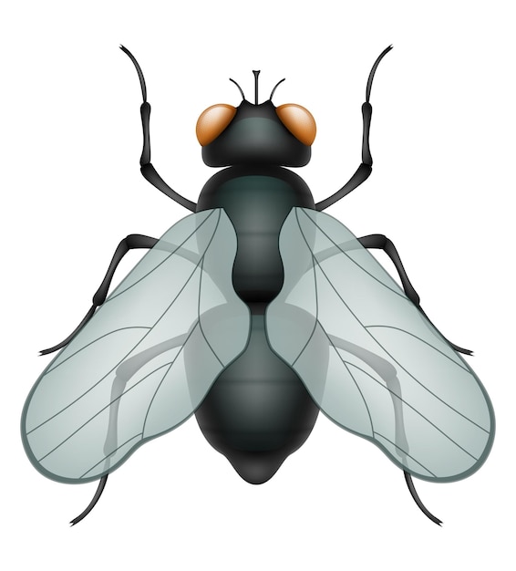 Vektor insekten, wildtiere, vektorbilder