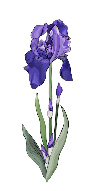 Iris-Blumen-Illustration
