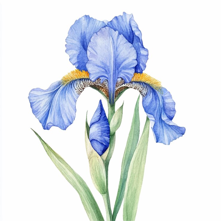 Vektor irisblume aquarell clipart-illustration isoliert