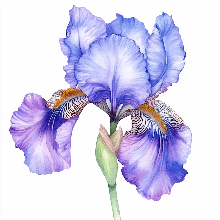 Vektor irisblume aquarell clipart-illustration isoliert