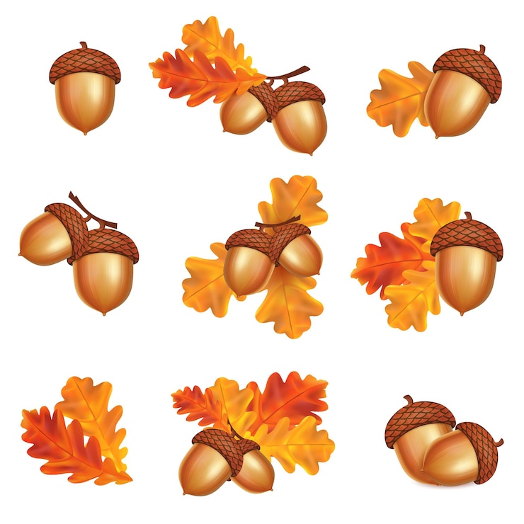 Vektor isolierte eicheln mit eichenlaub auf weißem hintergrund. herbst-vektor-illustration