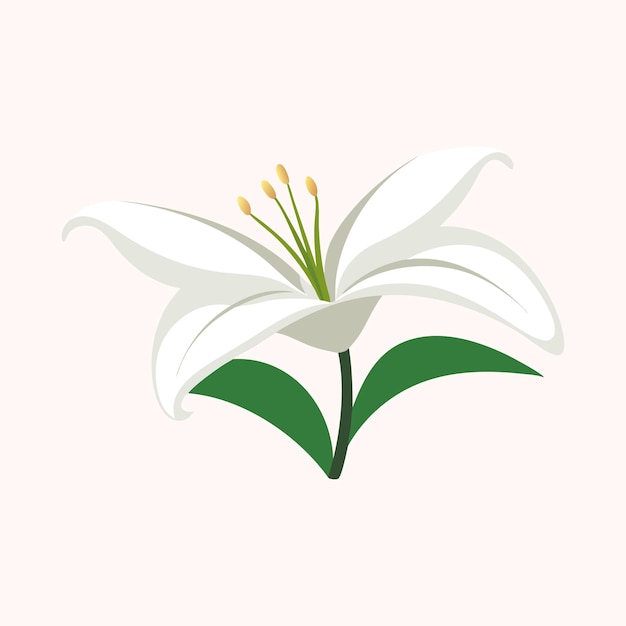 Isolierte flache Vektorillustration von weißer Lilienblume auf weißem Hintergrund