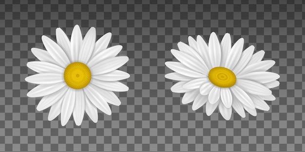 Isolierte Gänseblümchenblume