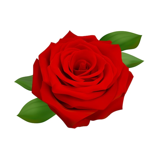 isolierte rose realistische illustration. rote Rose Vektor