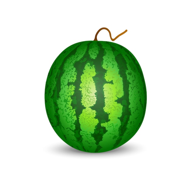 Isoliertes bild einer wassermelone auf weißem hintergrund vektor-illustration