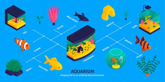 Isometrische aquarium-infografik mit flussdiagramm von isolierten fischbildern aquapflanzen und dekorationen mit textunterschriften