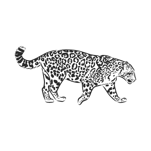 Jaguar. Hand gezeichnete Skizzenillustration lokalisiert auf weißem Hintergrund. Jaguar-Tier, Vektorskizzenillustration