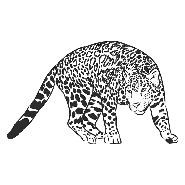 Vektor jaguar. hand gezeichnete skizzenillustration lokalisiert auf weißem hintergrund. jaguar-tier, vektorskizzenillustration