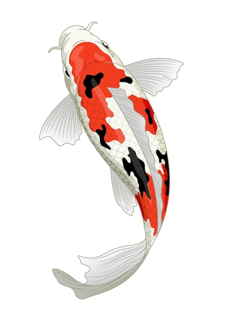 Vektor japanischer koi-fisch in sanke-färbung