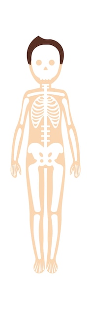 Junge skelettsystem anatomie vektor-illustration