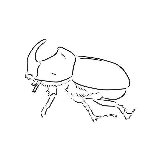 Käfer nashorn zeichnung im stil gravur skizze vektor. nashornkäfer vektor skizze abbildung