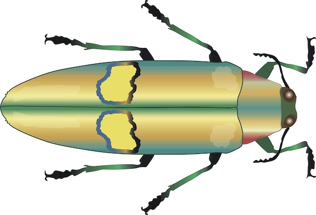 Käfer-Vektor-Illustration. Prachtkäfer Chrysochroa saundersi, farbenfrohes metallisches exotisches Insekt,