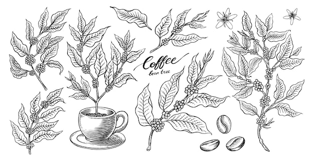 Kaffee im Vintage-Stil, Getreide, Kakaoblätter, Zimt, Stäbchen, eine Tasse und eine Teekanne, eine Kaffeemaschine und ein