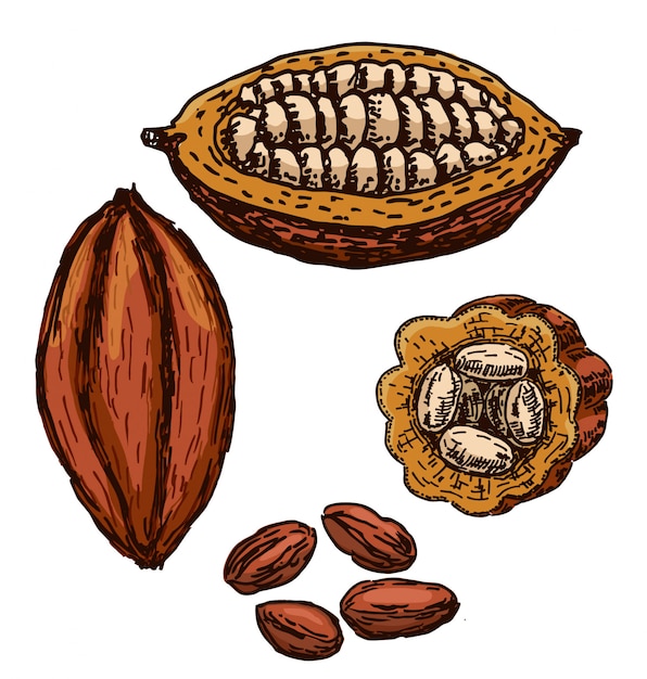 Vektor kakao superfood zeichnungssatz