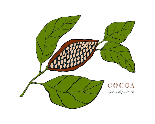 Kakaopflanze mit frucht- und blätterhandzeichnung, die schwarze umrissschattenbild einzeln kritzelt